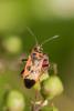 Corizus hyoscyami hyoscyami